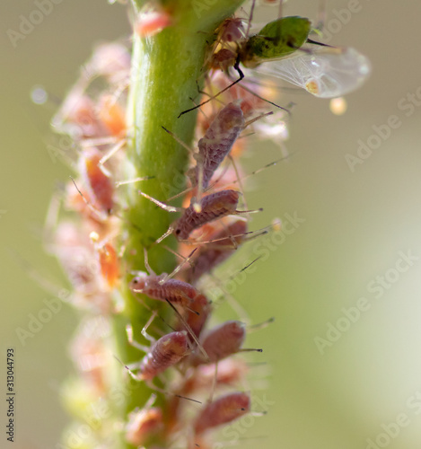 Aphid on a plant in the garden © schankz