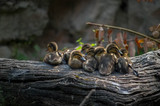 mallard duck (anas platyrhynchos ) ducklings siiting on a fallen tree