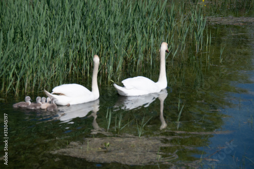 Fototapeta Naklejka Na Ścianę i Meble -  Famille de cygnes