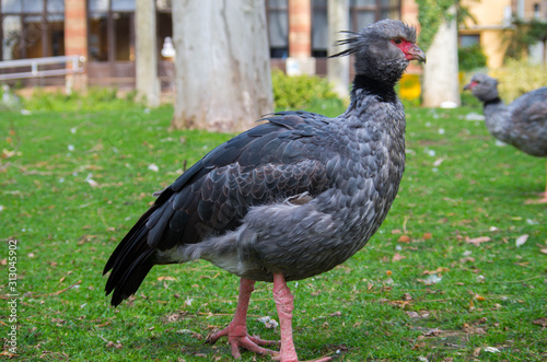 Southern screamer (Chauna torquata), also known as the crested screamer