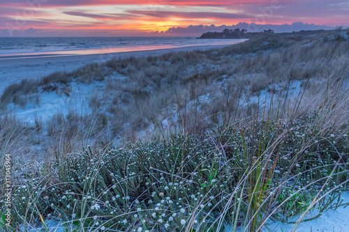 weeds at the beach at sunrise