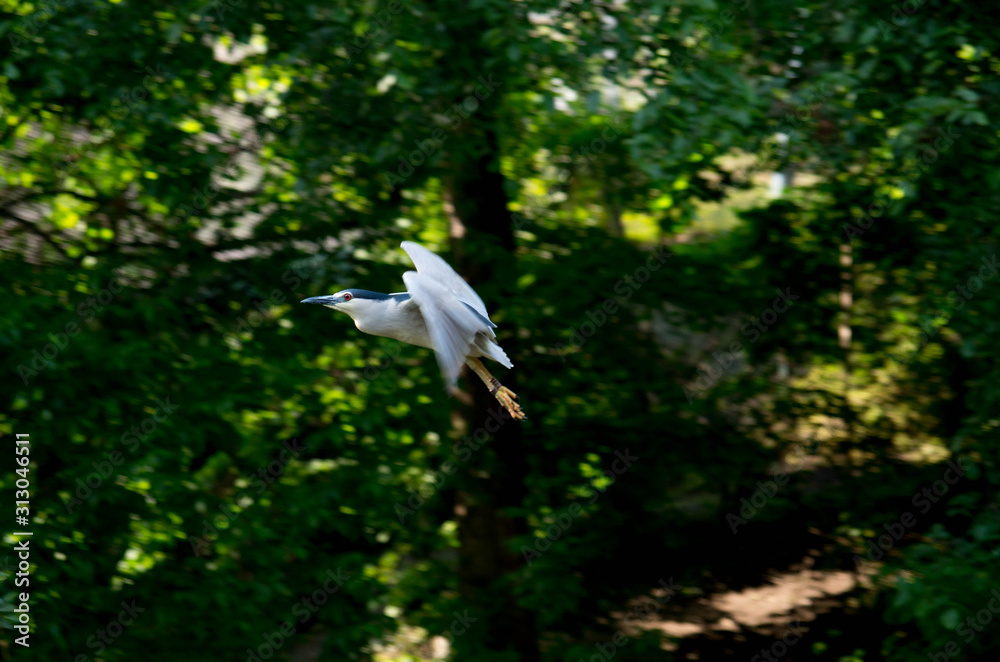 Black-crowned night heron (Nycticorax nycticorax) Black-crowned night heron (Nycticorax nycticorax)