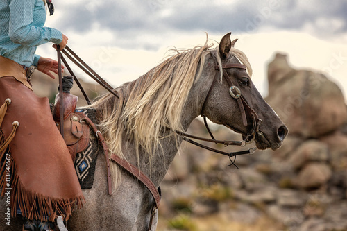 Fotografie Rocky Mountain Horse