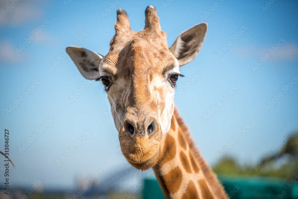 Naklejka premium żyrafa w zoo