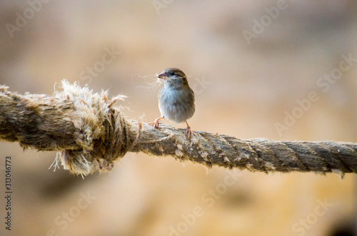 Wallpaper Mural Sparrow collecting nest material Torontodigital.ca