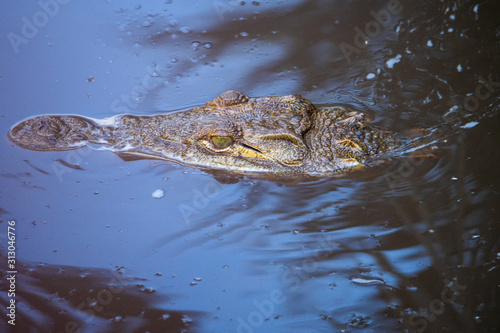 A crocodile laying perfectly still in a lake on the savannah of Serengeti National Park, Tanzania, Africa