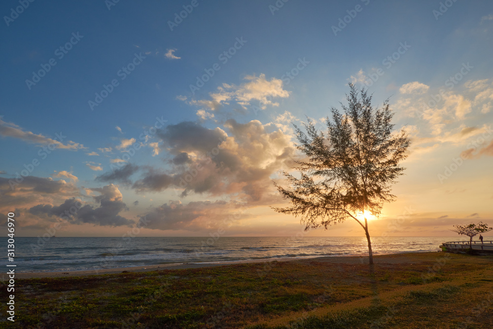 a seaside view with a tree and grass in an early morning. a seaside view with a tree and grass in an early morning.