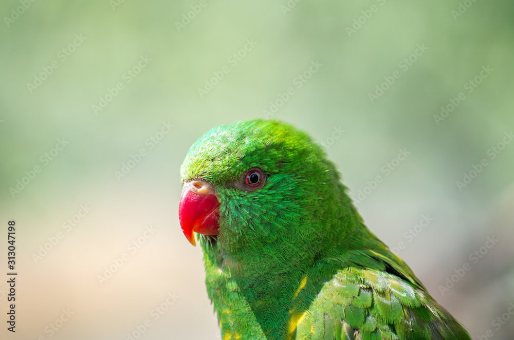 The superb parrot (Polytelis swainsonii), also known as Barraband's parrot, Barraband's parakeet, or green leek parrot, is a parrot native to south-eastern Australia.