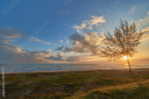 a seaside view with a tree and grass in an early morning.