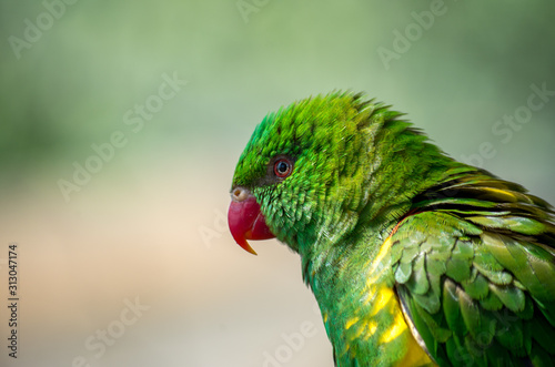 The superb parrot (Polytelis swainsonii), also known as Barraband's parrot, Barraband's parakeet, or green leek parrot, is a parrot native to south-eastern Australia. photo