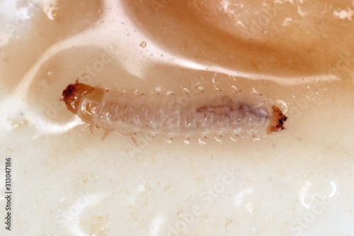 Larva of Carpophilus hemipterus (dried fruit beetle) is a species of sap-feeding beetle in the family Nitidulidae. It is a pest of ripe and dried fruits. photo