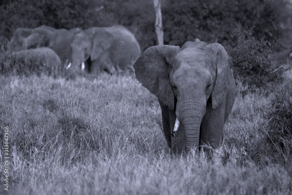 Fototapeta premium Elephant in Serengeti National Park, Tanzania