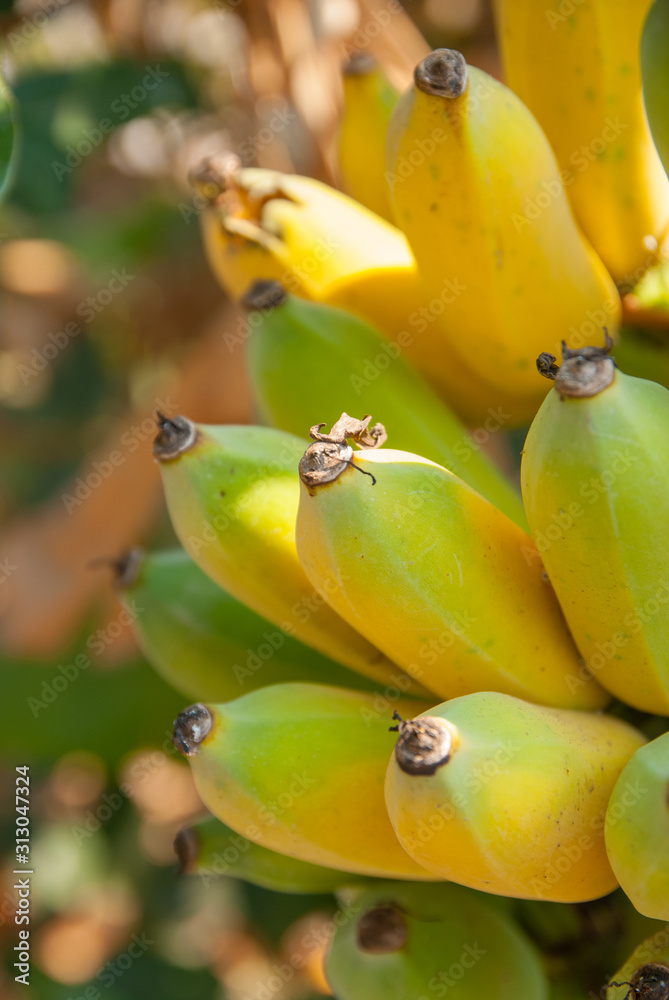 Cultivated banana, Yellow and green banana, Cultivated banana from Thailand country