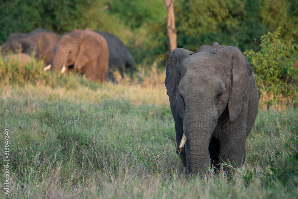 Elephant in Serengeti National Park, Tanzania