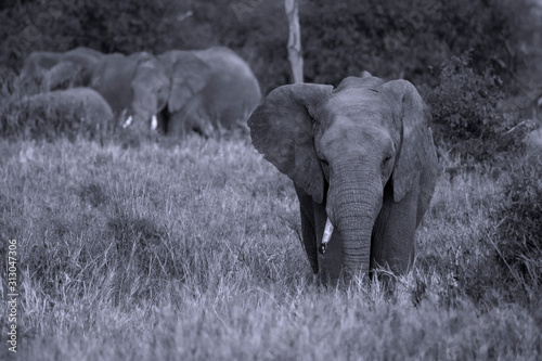 Elephant in Serengeti National Park  Tanzania