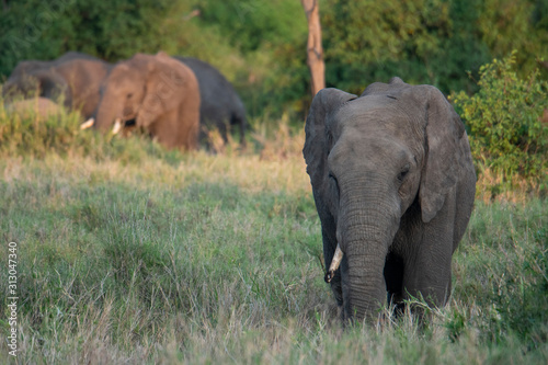 Elephant in Serengeti National Park, Tanzania