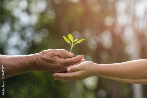 two hands holding together a green young plant. world environment day and sustainable environment in elderly people and children's volunteer hands. ecology concept