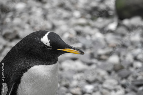 Gentoo penguin resting near water