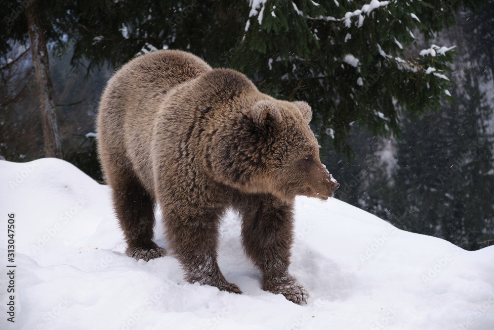 Wild bear standing on snow. grizzly. wildlife photo Wild bear standing on snow. grizzly. wildlife photo
