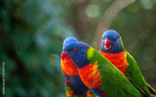 The rainbow lorikeet  Trichoglossus moluccanus  is a species of parrot found in Australia. Its habitat is rainforest  coastal bush and woodland areas.