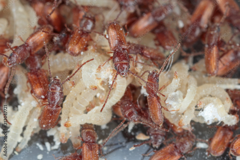 Rusty grain beetle Cryptolestes ferrugineus is a beetles of the family