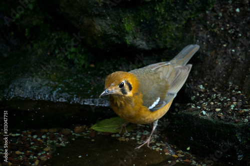 The orange-headed thrush (Geokichla citrina melli) breeds in southeastern China, and is partially migratory, regularly wintering in Hong Kong. photo