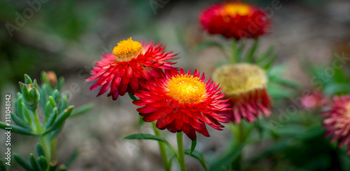 red and yellow flower