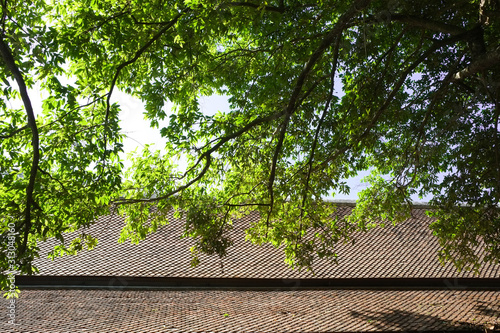 Roof of a traditional house covered by branches of tree