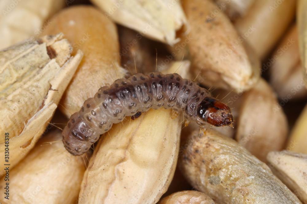 Caterpillar of European grain worm or European grain moth Nemapogon granella is a species of tineoid moth from fungus moth family (Tineidae), Common pest of stored products and pest in homes Caterpillar of European grain worm or European grain moth Nemapogon granella is a species of tineoid moth from fungus moth family (Tineidae), Common pest of stored products and pest in homes