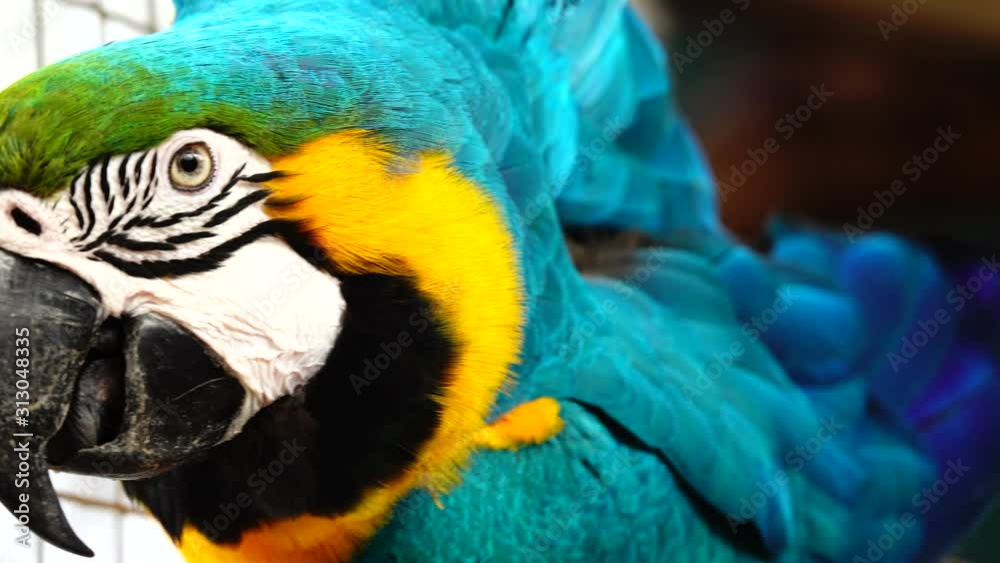 4K Blue and Yellow Macaw (Ara ararauna) Closeup 4K Blue and Yellow Macaw (Ara ararauna) Closeup