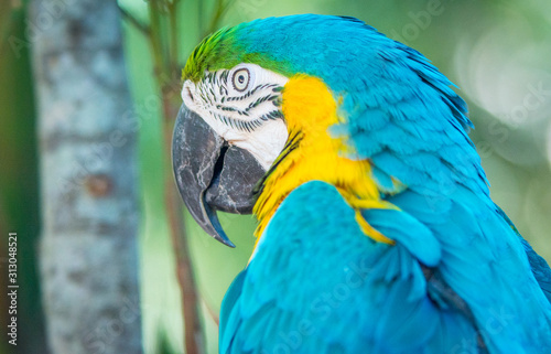 blue and yellow macaw