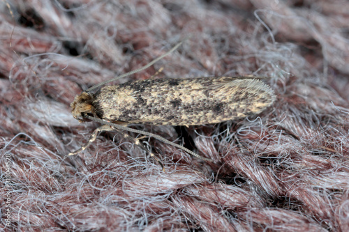 Common clothes moth, webbing clothes moth, or simply clothing moth. It is a pest of clothing in homes. photo