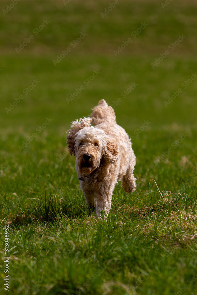 Poodle hybrid runs with waving ears across a meadow, photographed from the front. Poodle hybrid runs with waving ears across a meadow, photographed from the front.