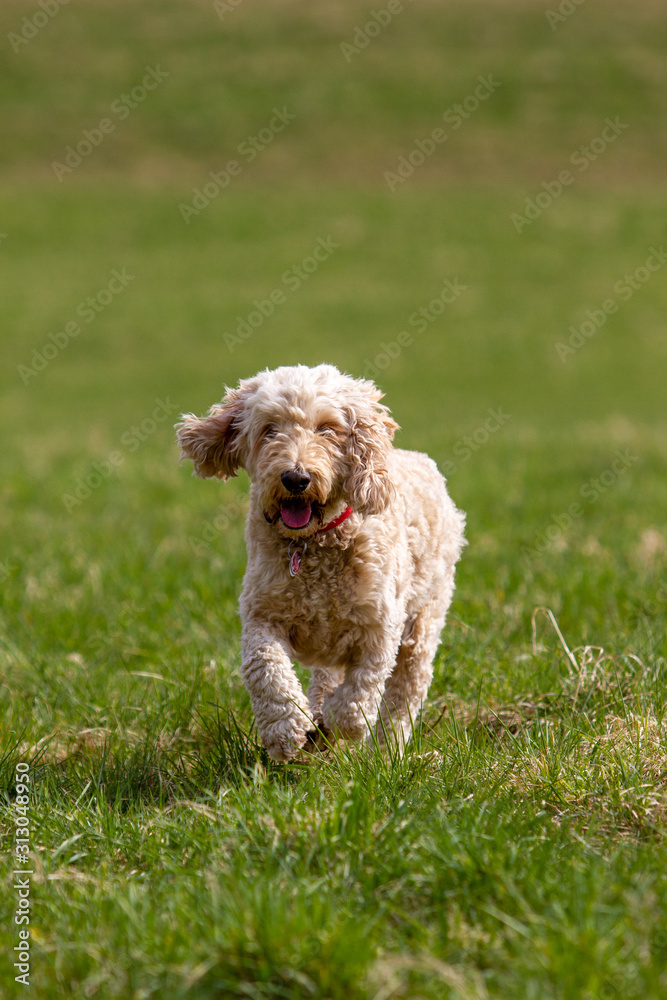 Poodle hybrid runs with waving ears across a meadow, photographed from the front.