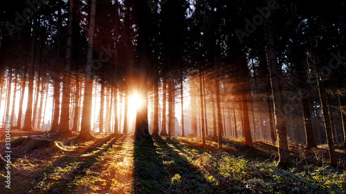 intense light rays in the forest