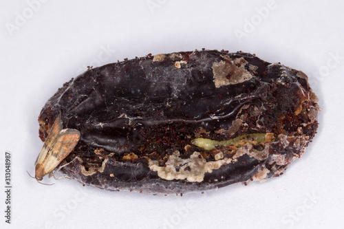 Caterpillar and moth of indian mealmoth, Indianmeal moth Plodia interpunctella a pyraloid moth from family Pyralidae is common pest of stored products and pest of food in homes. On damaged dried plums photo