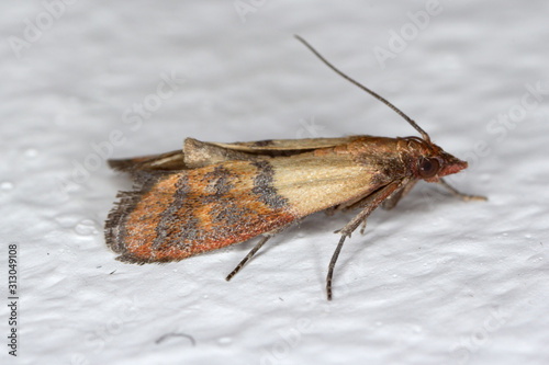 Indian mealmoth Plodia interpunctella of a pyraloid moth of the family Pyralidae is common pest of stored products and pest of food in homes. Moth on wall. photo