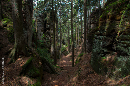 Fototapeta Naklejka Na Ścianę i Meble -  The Prachov Rocks (Czech: Prachovské skály), rock formation in the Czech Republic approximately 5 kilometres west of Jicin. Since 1933, they have been a protected natural reserve.