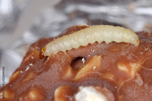 Caterpillar of Indianmeal moth Plodia interpunctella of a pyraloid moth of the family Pyralidae is common pest of stored products and pest of food in homes. Larva on damaged chocolate. photo