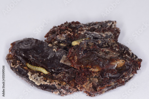 Caterpillar of indian mealmoth or Indianmeal moth Plodia interpunctella of a pyraloid moth from the family Pyralidae is common pest of stored products and pest of food in homes. On damaged dried plums photo