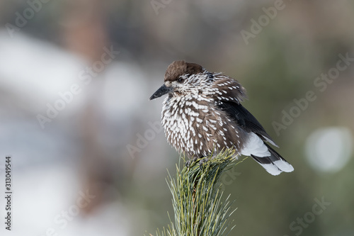 Portrait of spotted nutcracker (Nucifraga caryocatactes)