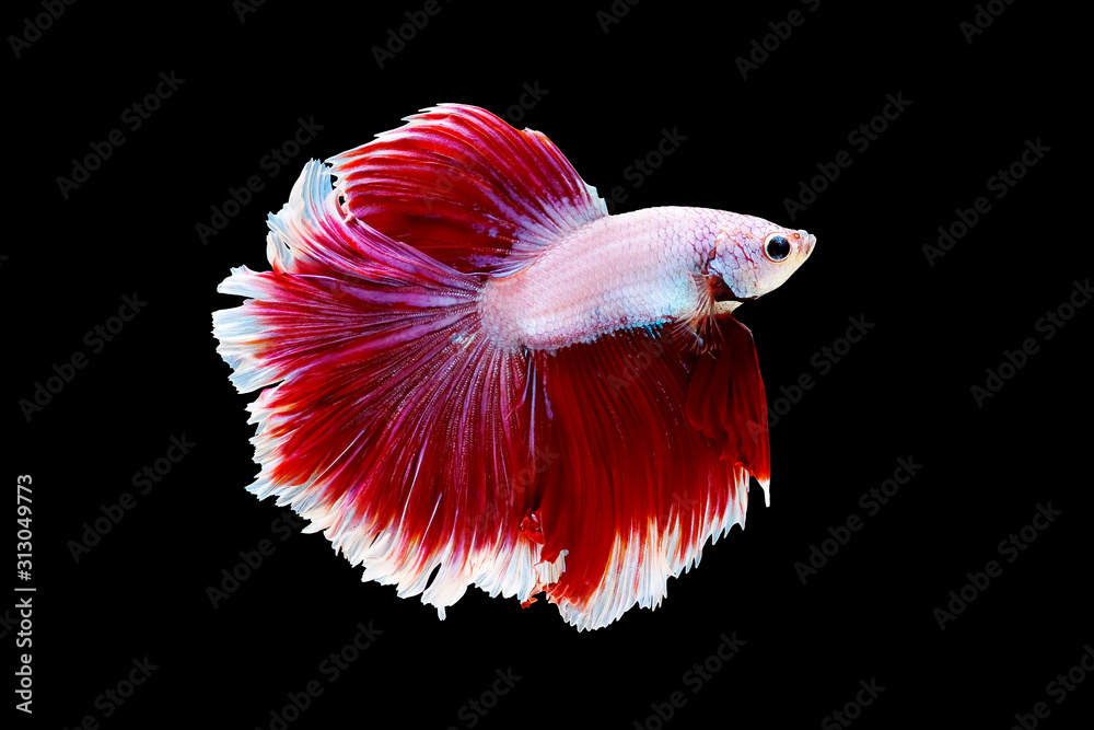 Red and white betta fish, Siamese fighting fish, betta splendens (Halfmoon betta, Pla-kad (biting fish) isolated on black background. Red and white betta fish, Siamese fighting fish, betta splendens (Halfmoon betta, Pla-kad (biting fish) isolated on black background.