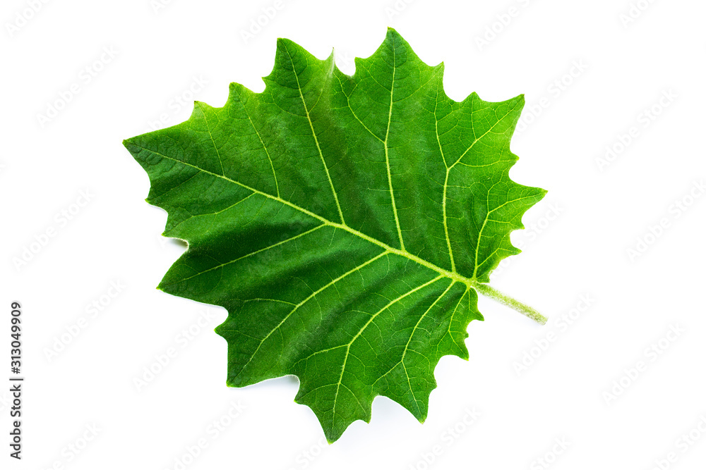 Green leaves with white hair isolated on a white background, eggplant leaves.