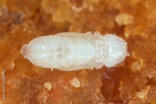 Pupa of Rhyzopertha dominica commonly as the lesser grain borer, American wheat weevil, Australian wheat weevil, and stored grain borer. It is pest of stored cereal grains worldwide.