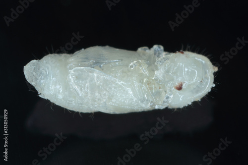 Pupa of Rhyzopertha dominica commonly as the lesser grain borer, American wheat weevil, Australian wheat weevil, and stored grain borer on black background. It is pest of stored cereal grains worldwid