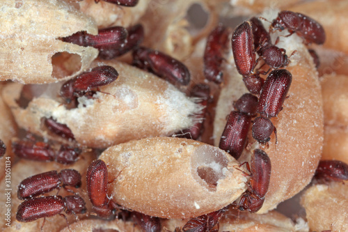 Canvas Print Rhyzopertha dominica commonly as the lesser grain borer, American wheat weevil, Australian wheat weevil, and stored grain borer in damaged grain