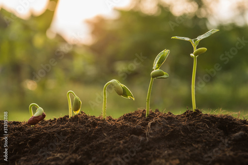 the seedling are growing from the rich soil to the morning sunlight that is shining, seedling, cultivation. agriculture, horticulture. plant growth evolution from seed to sapling, ecology concept. photo