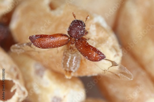 Rhyzopertha dominica commonly as the lesser grain borer, American wheat weevil, Australian wheat weevil, and stored grain borer in damaged grain starting to fly. It is pest of stored cereal grains