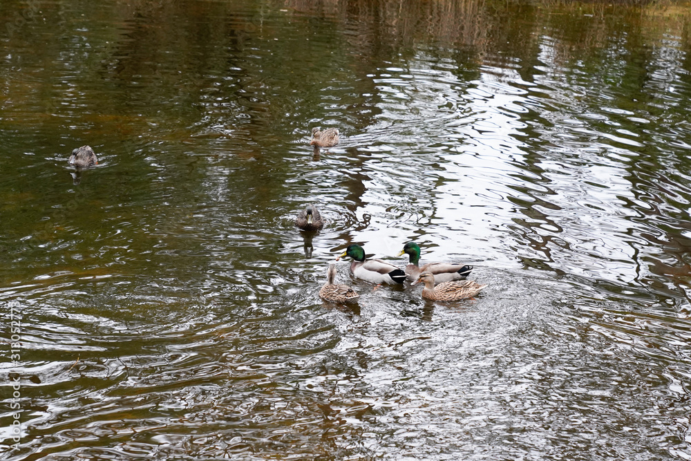 wild ducks swim in lake in winter day