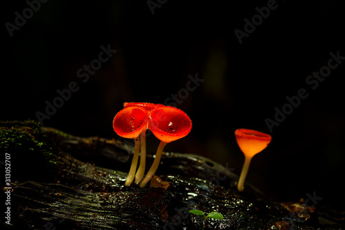 Macro photography of Cookeina mushroom or Red Champagne mushroom in rainforest.